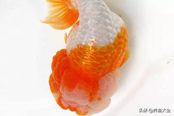 适合新手养的金鱼品种推荐(好养的金鱼品种有哪些)