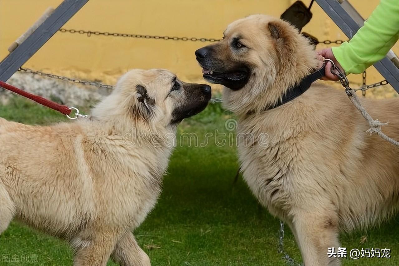 2023年高加索犬幼犬价格一览表