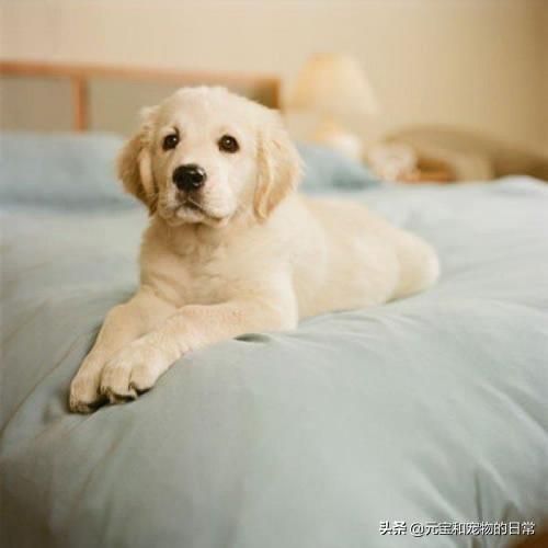 金毛犬喂养方法（金毛犬吃什么食物最好）