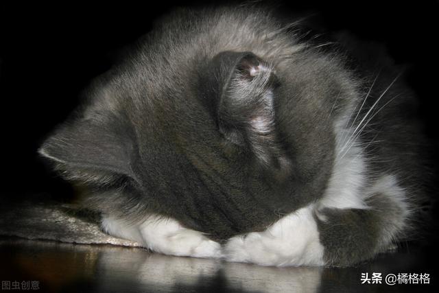 猫咪不洗澡真的不脏吗(不洗澡的猫咪脏么)