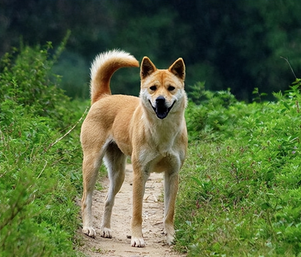 为什么狗第一胎不能要（附：第一胎容易死亡是一个常见的现象）