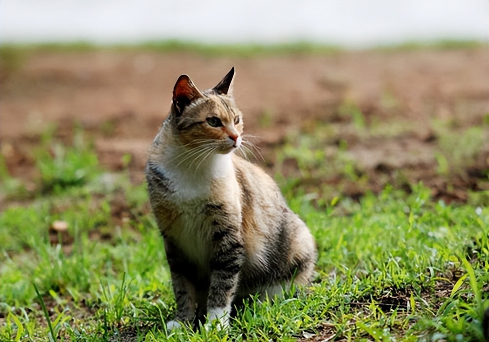 将土猫当宠物养的人真是傻子