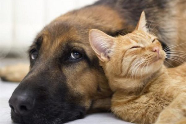 狗的口水有毒吗（附：宠物的口水也许和你想的不太一样）