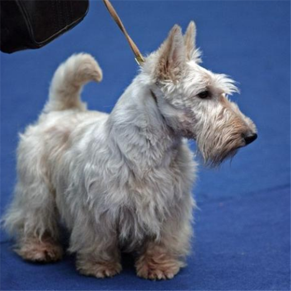 养西里汉梗注意事项