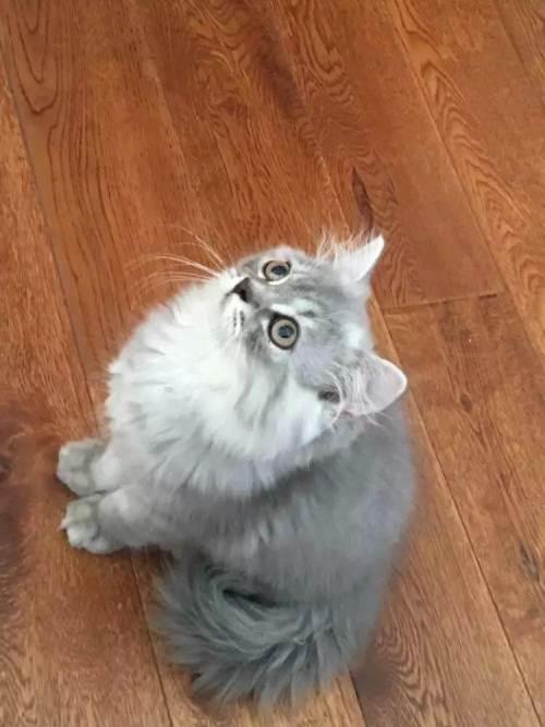 猫根本不必打三联 田园猫要打猫三联吗