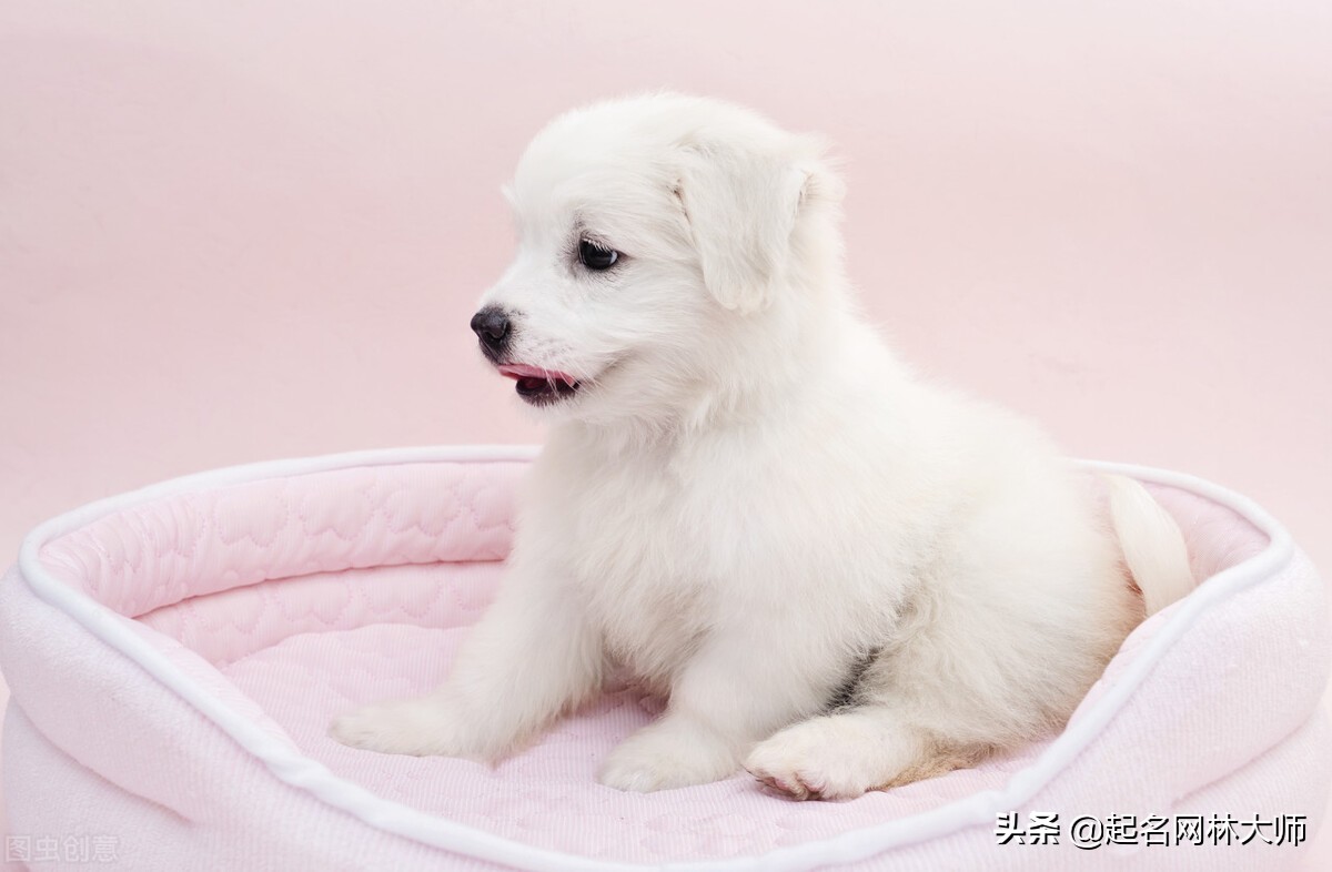 分享100个招财狗名字（附：霸气顺口又聚财的狗名字大全）