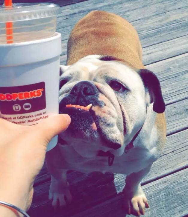 斗牛犬吃什么食物最好（详解：斗牛犬喜欢吃的食物）