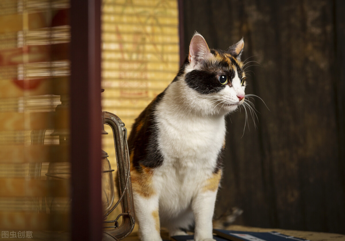 狸花猫和田园猫的不同特点