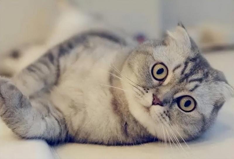 折耳猫为什么不能养一定会发病吗（半折耳和全折耳的区别）