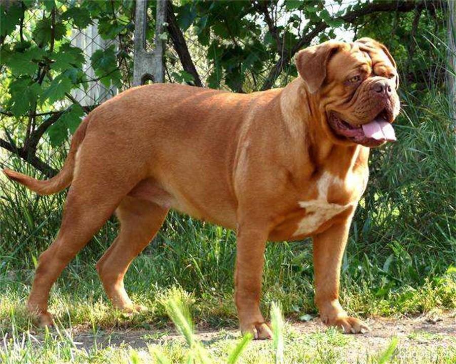 盘点十大禁养犬名单（罗威纳犬是禁养犬吗）