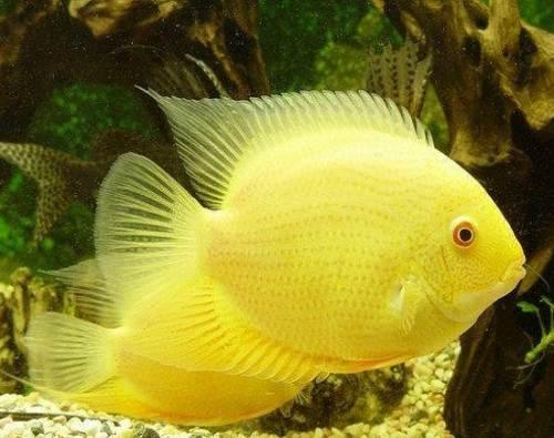 淡水观赏鱼种类大全及名字及图片（淡水观赏鱼排行榜）