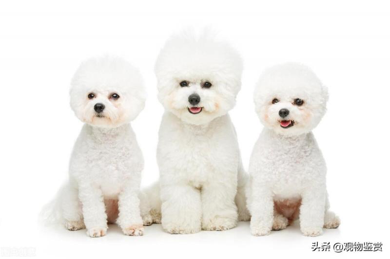 比熊犬多少钱一只呢（给你10个不养比熊犬的理由）