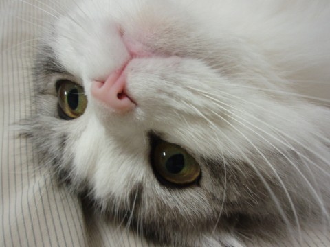 猫根本不必打三联 田园猫要打猫三联吗