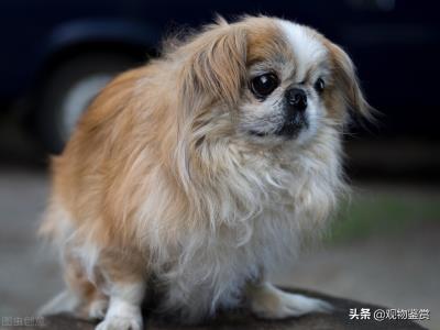 被禁养的中国名犬有哪些呢（四川禁养犬名单2021）