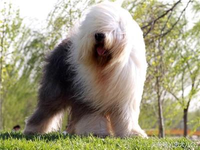 古牧品相好的挑选技巧（教你如何挑选古牧犬）