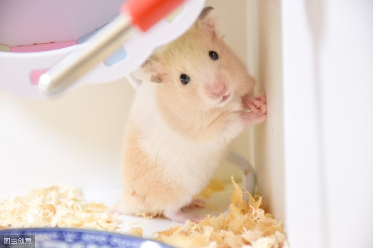 金丝熊怀孕快生前的表现（详解：金丝熊临产前一天的征兆）