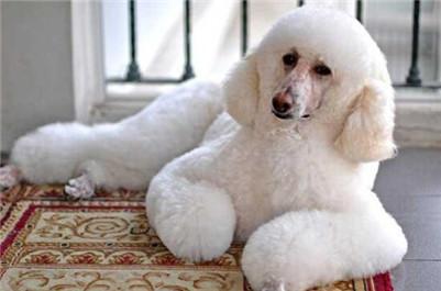 最新的纯种巨贵价格表（啥样的标准才能称巨型贵宾犬）