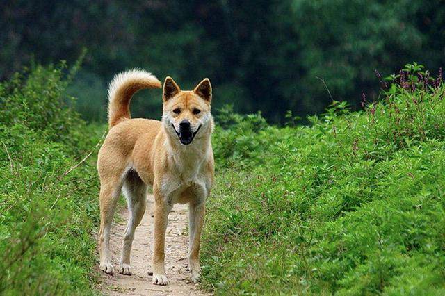 中国10大猎犬名单排名（猎犬品种都有哪些）