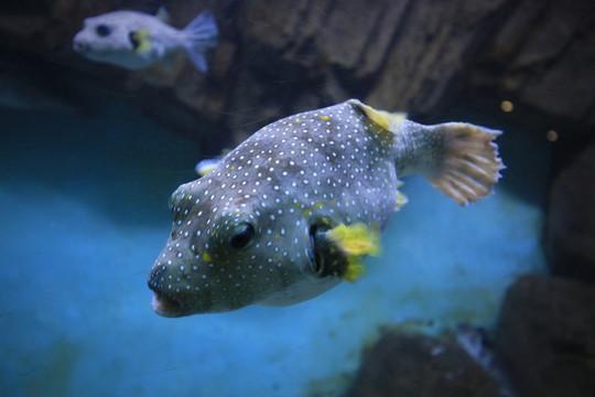 淡水观赏鱼种类大全及名字及图片（淡水观赏鱼排行榜）