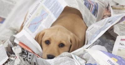 教狗狗不乱拉屎拉尿(狗狗室内乱排泄)