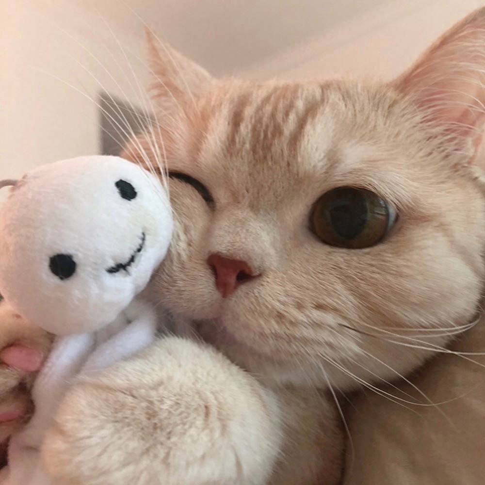 女猫咪高贵洋气的名字有哪些（中国人给猫“取名”气质拿捏得死死的）