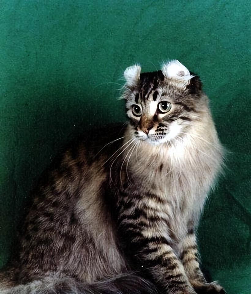 猫的图片大全大图侧面（看图识小猫猫品种大全）