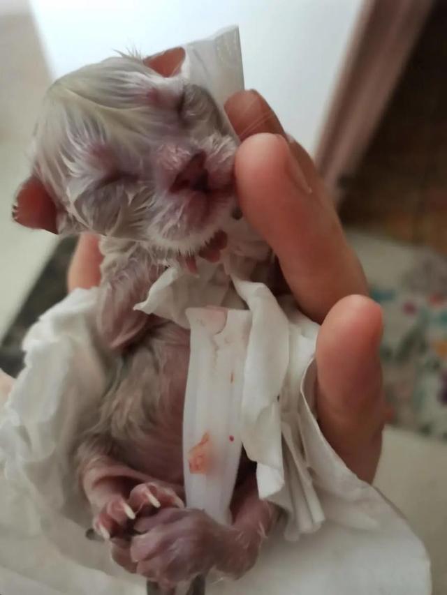 猫生产过程需几个小时(猫生产需要多久时间)