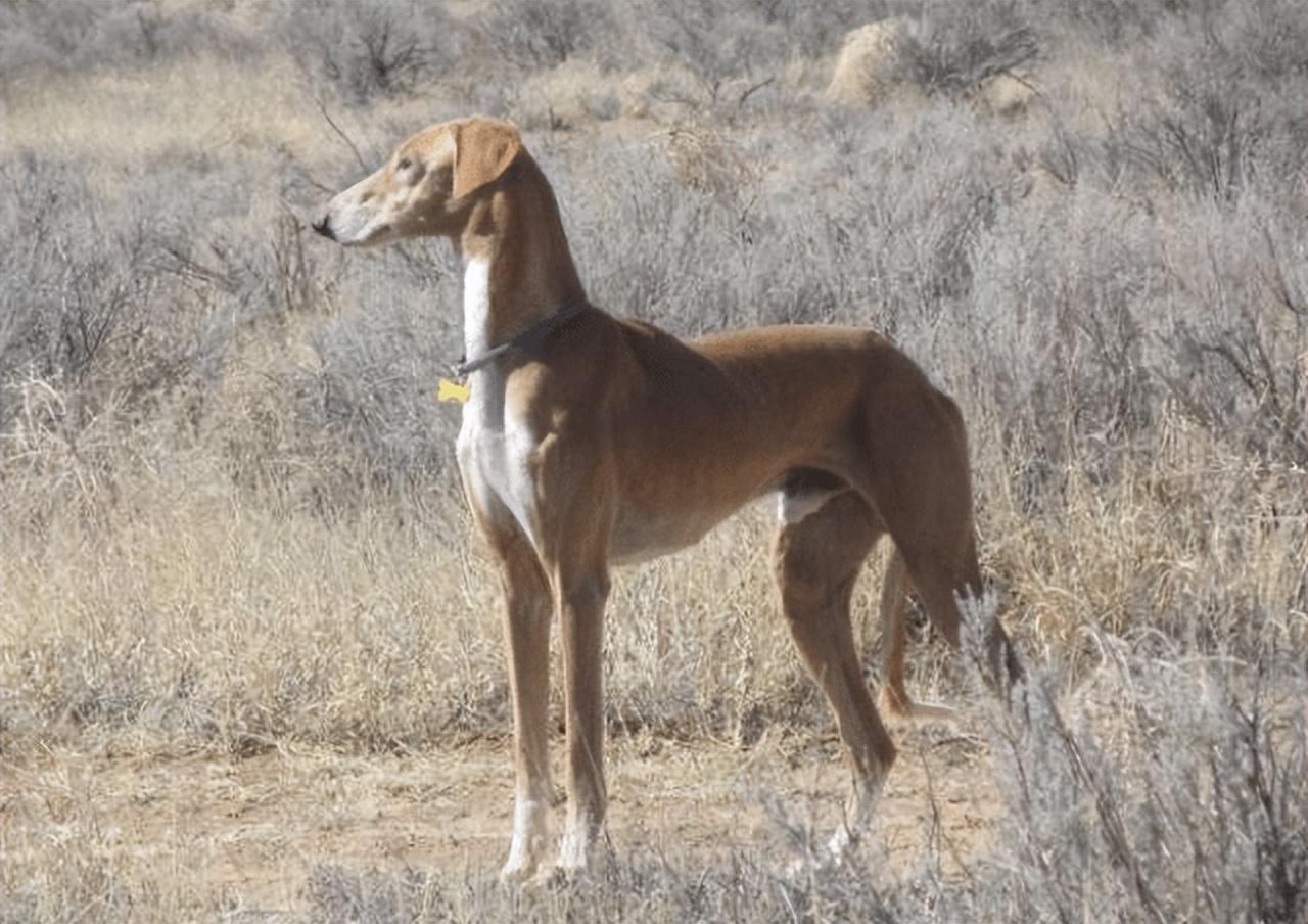正宗的中华田园犬介绍(中华田园犬有哪些品种)