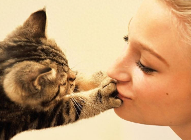 猫知道人在亲她吗（附：猫咪眼中主人的“亲吻”是恐惧）