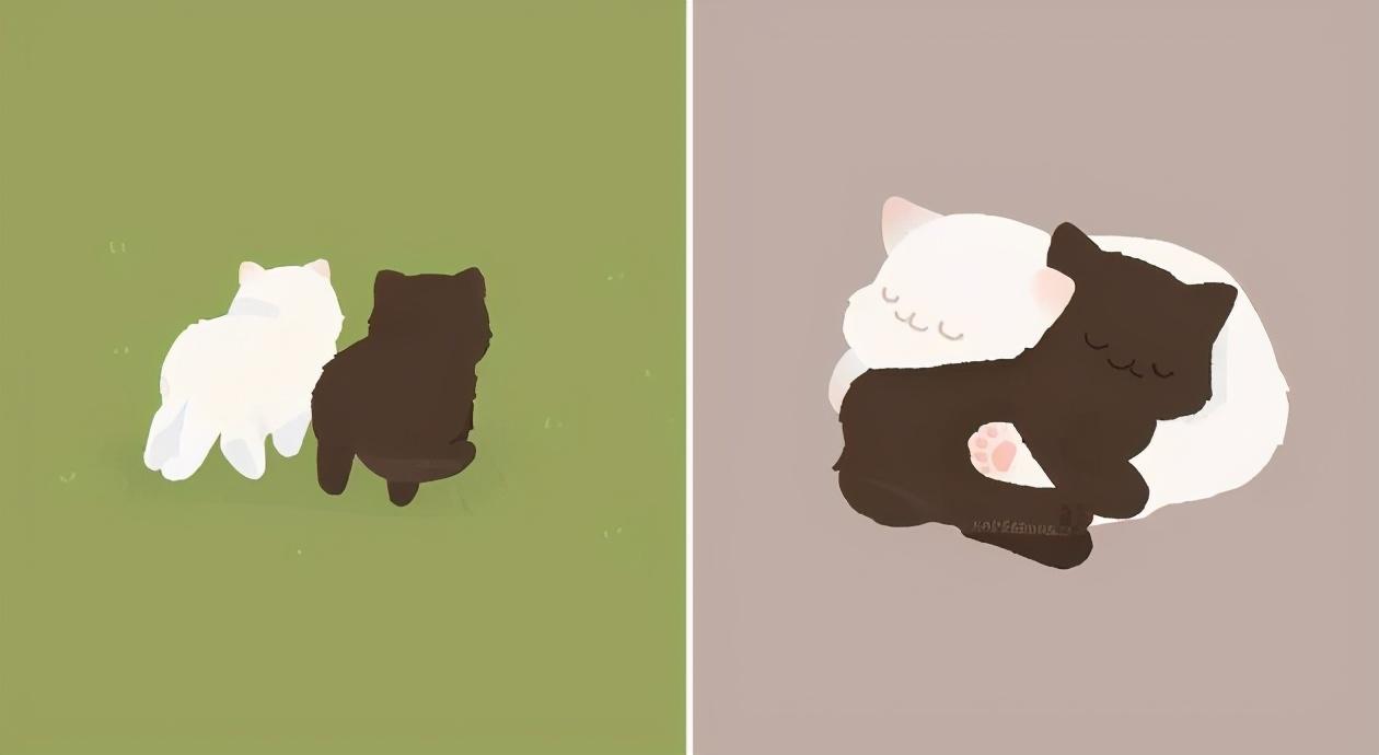 治愈人的猫咪图片合集（盘点抖音最火的猫猫头像）