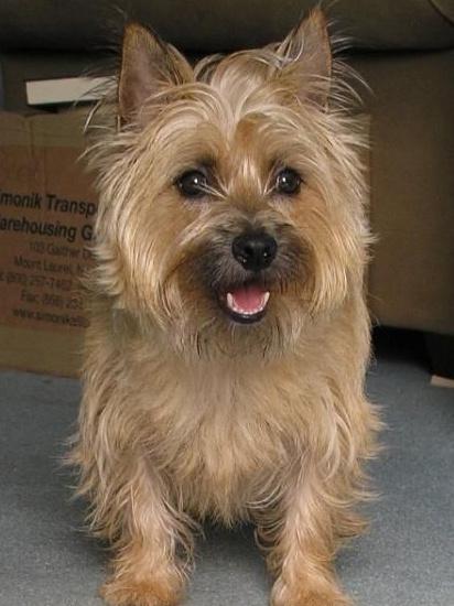 宠物犬排名及图片大全（宠物犬种类大全及名称）