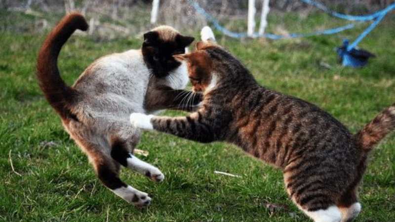 猫咪之间为何会有敌意(附：猫打架会咬死对方吗)