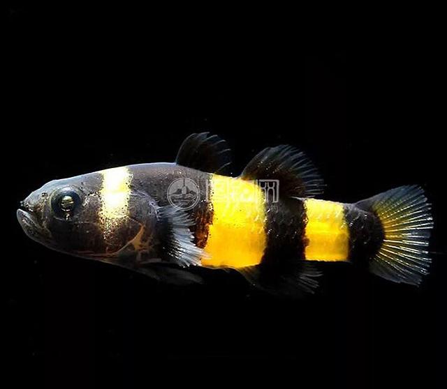 淡水观赏鱼种类大全及名字及图片（淡水观赏鱼排行榜）