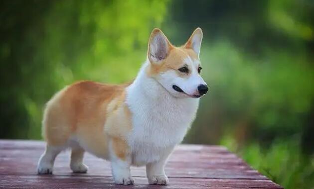 柯基犬做绝育最佳时间！！