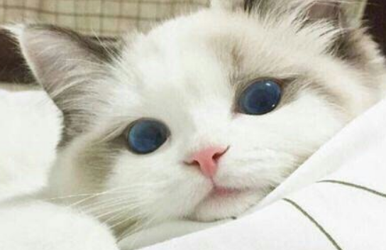 养猫切记,这些事情千万不要做! 养猫切记,这些事情千万不要做!