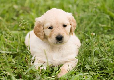 狗狗总是干呕怎么回事（狗狗频繁呕吐不拉稀）