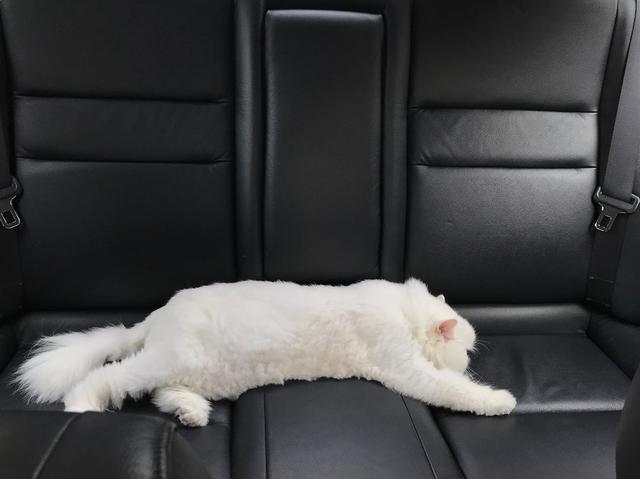 猫会晕车吗(猫会晕车是怎样的表现)