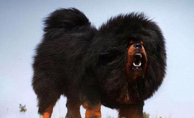 什么狗最贵最值钱第一（5种世界上最贵的狗）