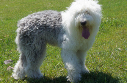 养古代英国牧羊犬注意事项 养古代英国牧羊犬注意事项