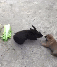 养宠物兔子要注意什么(详解:新手养兔子入门需知这几个要点)