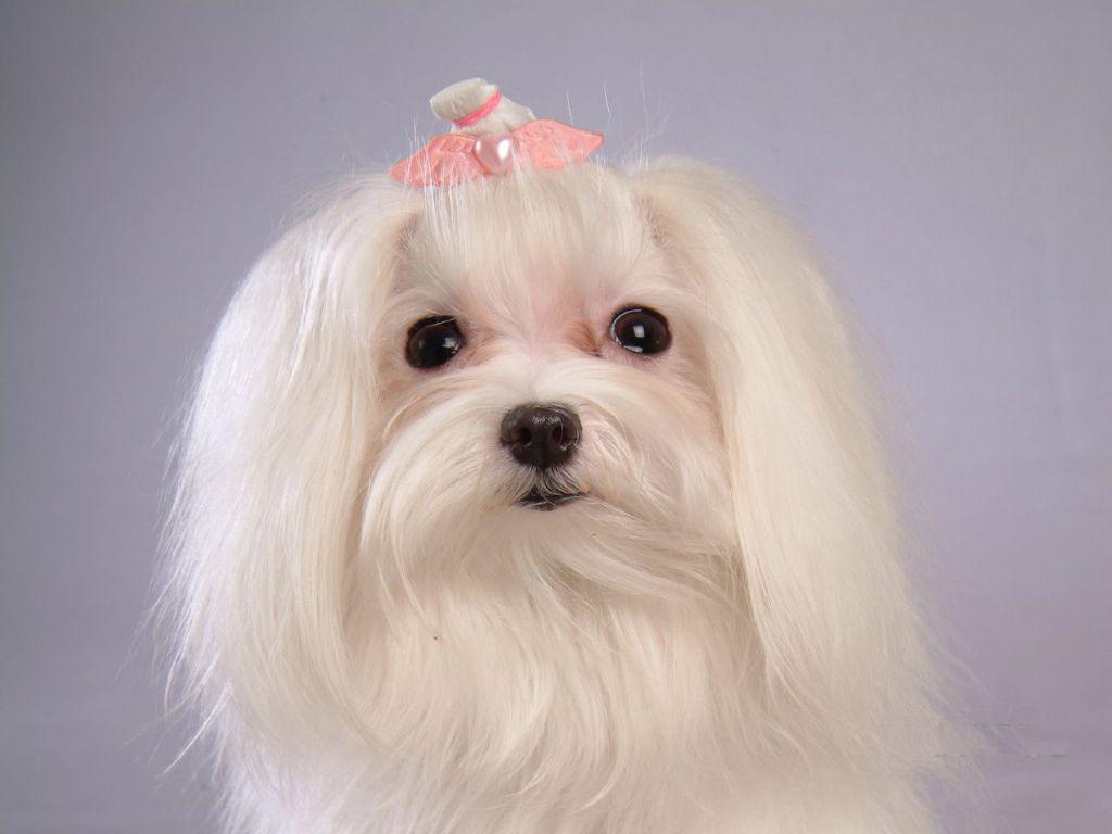 怎么养马尔济斯犬才好