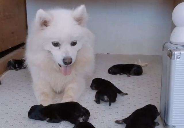 萨摩生了一窝黑色小狗，主人：我以为它们只是普通朋友