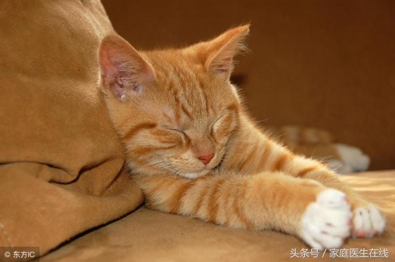 建议女性养的猫猫