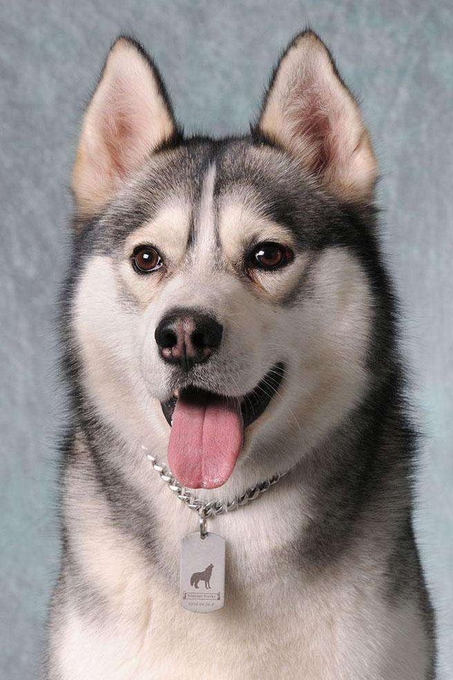 教你鉴别纯种哈士奇的方法（哈士奇怎么看纯不纯）