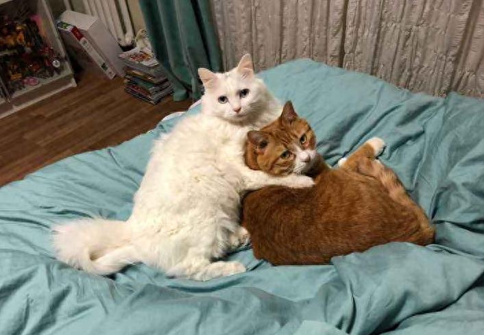 猫发情期嗷嗷叫啥原因（详解：猫咪交配前后惨叫的知识）