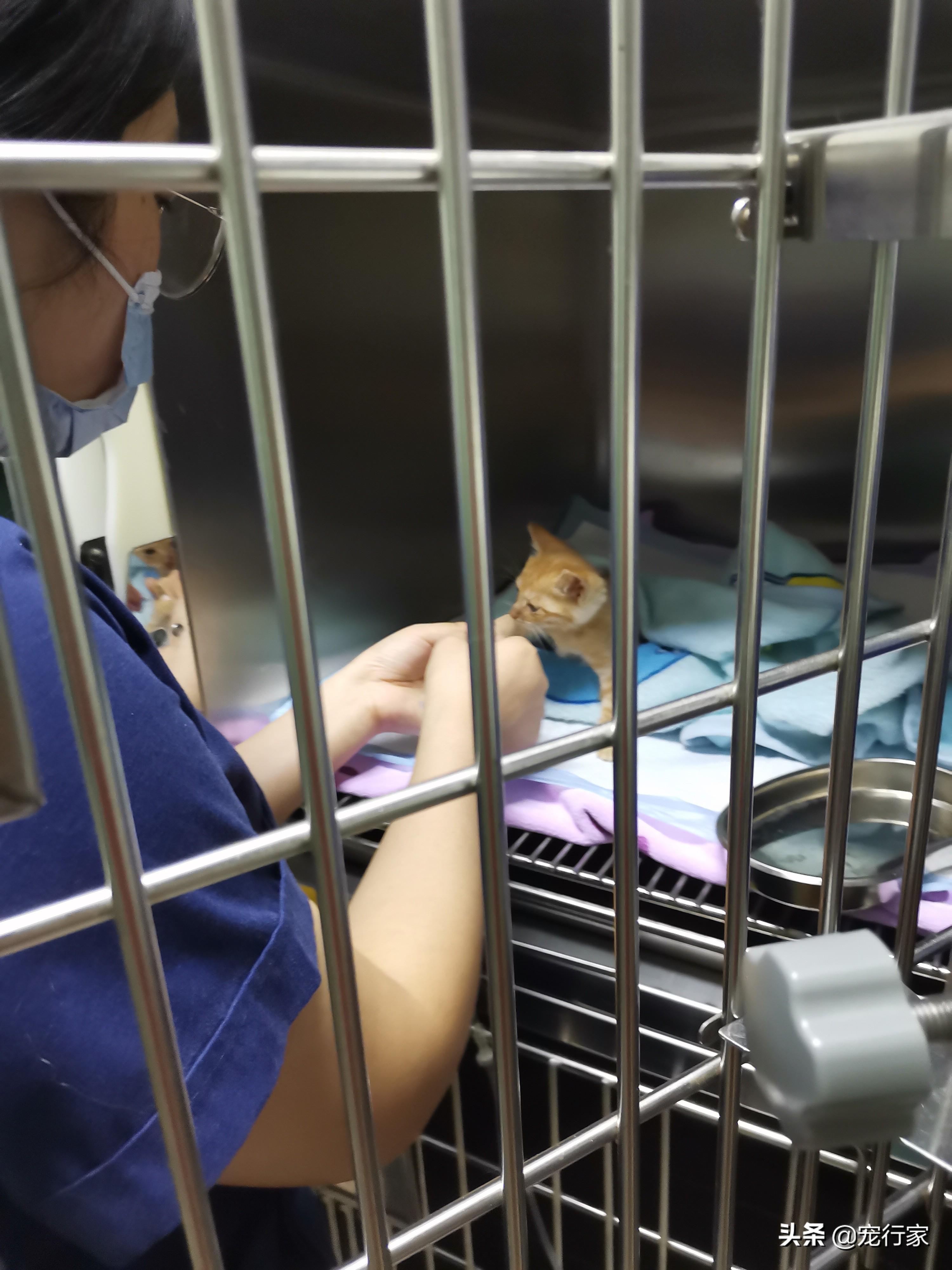 10天小猫没妈妈怎么养（15天左右小猫怎么喂能养活吗）