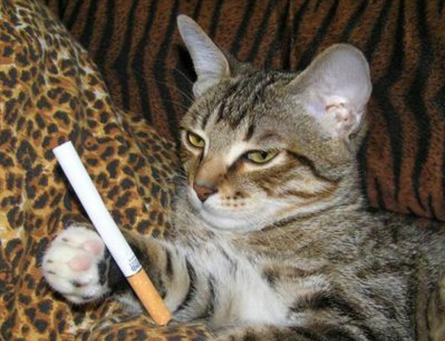 猫怕什么气味一闻就跑(猫闻什么味道就跑)