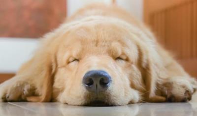 狗狗睡觉姿势解读狗狗行为(爱用这些姿势睡觉的狗狗)