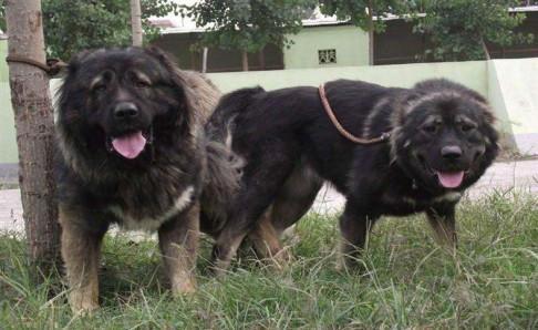 高加索犬十个不养理由(高加索犬好养吗)