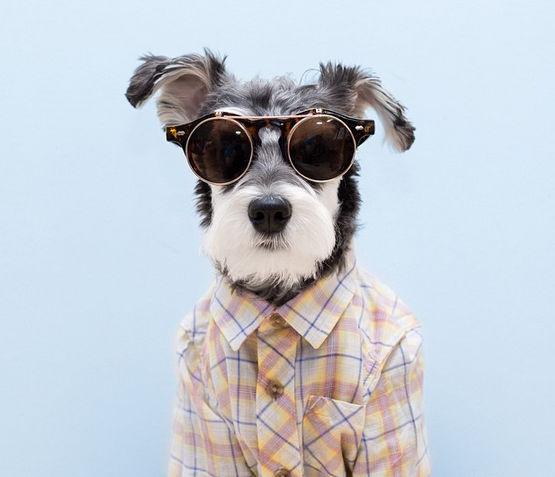 了解拥有7种性格的雪纳瑞（雪纳瑞性格怎么样）